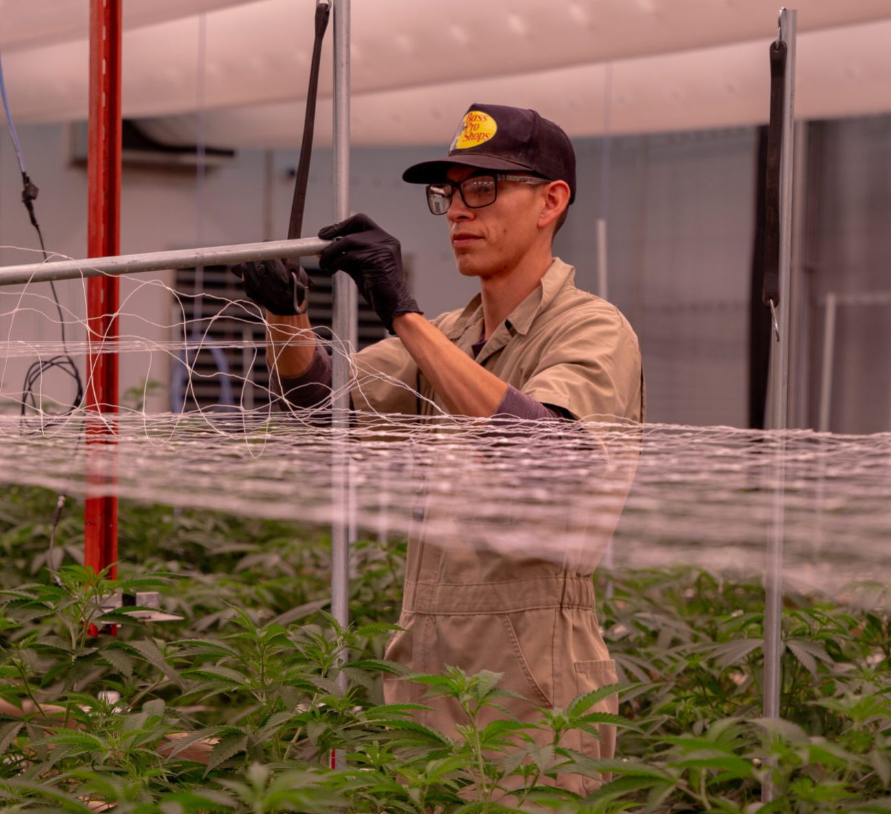 Higer-Quality-Cannabinoids-scaled