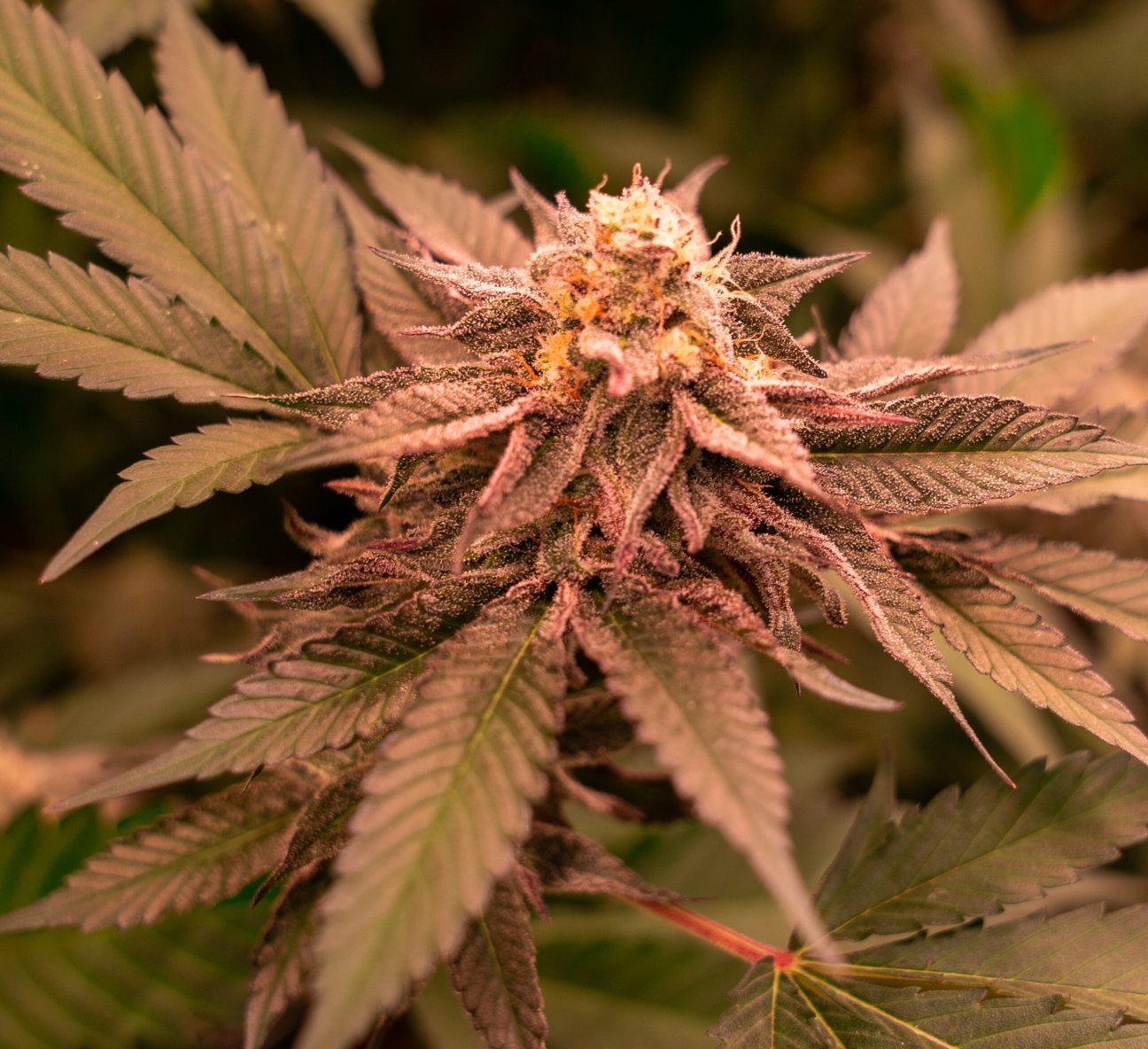 Richer Flavors and Aromas